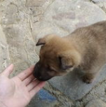 小逗逗丢狗,一场温馨的冒险